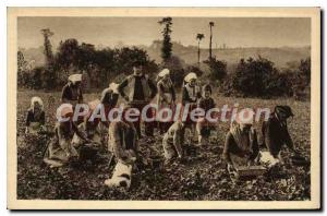 Old Postcard Plougastel Daoulas Picking Strawberries