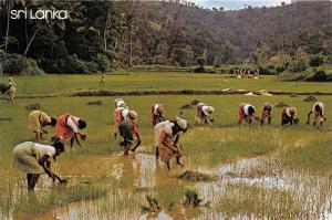 B89815 transplanting paddy gapola sri lanka ceylon types folklore