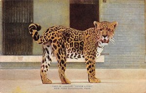 Jaguar Senor Lopez Smithsonian Institution, USA Unused 