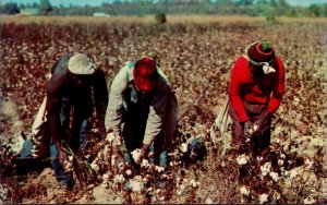 Alabama Cotton Picking Scene