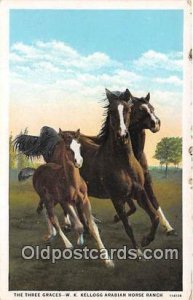 Three Graces WK Kellogg Arabian Horse Rance Unused 