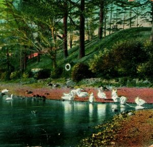 Swans on Jamaica Pond Massachusetts MA 1909 DB Postcard