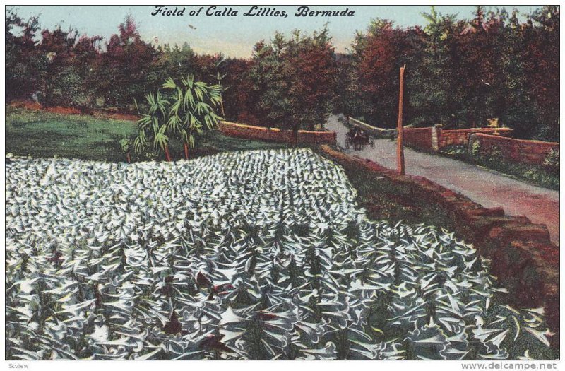 Field of Calla Lillies,  Bermuda,  00-10s