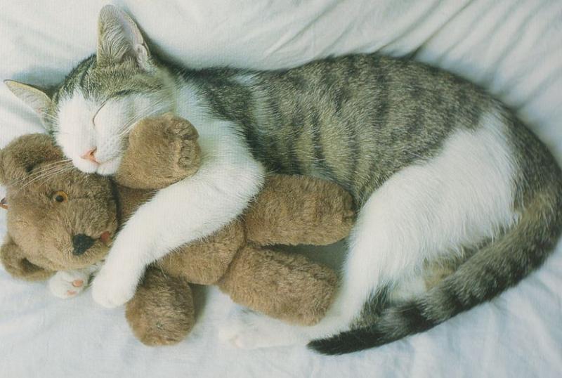 cat cuddling teddy bear