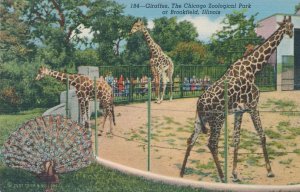 Giraffes at the Chicago Zoological Park - Brookfield IL, Illinois - Linen