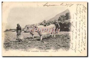 Old Postcard Folklore Pyrenees The laborer Oxen