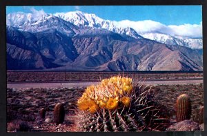 California Blossom Giant Barrel Cactus Springtime Contrast on The Desert Chrome