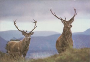 Animals Postcard-Red Deer Stags, Monarchs of The Glen, Highland Wildlife RR18358