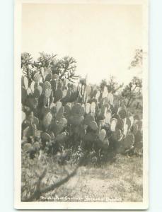 Pre-1949 rppc PRICKLY PEAR CACTUS State Of Arizona Arizona AZ o1399