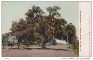 Live Oak on Orange Grove Ave.,  Pasadena, California, 00-10s