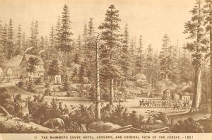 General View Of Forest, The Mammoth Crove Hotel  