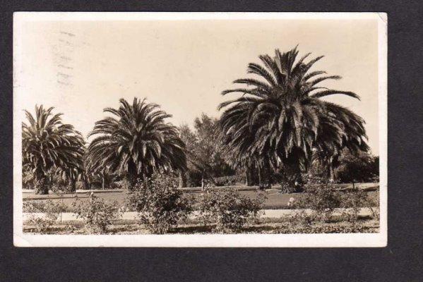 CA Vintage 1916 Pasadena ? Palm Trees California Real Photo Postcard RP RPPC