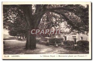 Old Postcard Loches The Royal Castle Chestnut plant by Francois 1er