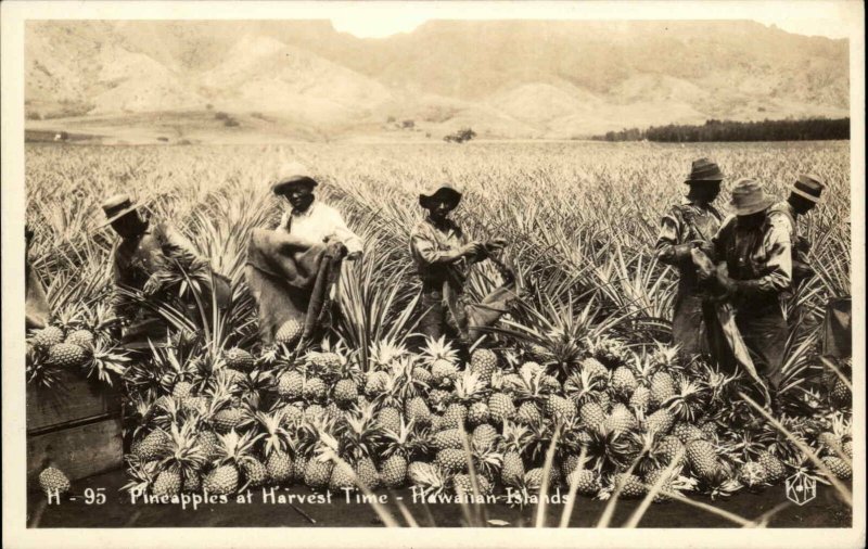 Hawaii HI Pineapples Harvesting Agriculture c1930s-40s RPPC Real Photo Postcard