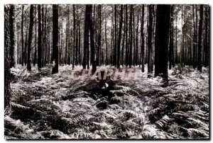 Modern Postcard La Lande In the forest the giant ferns