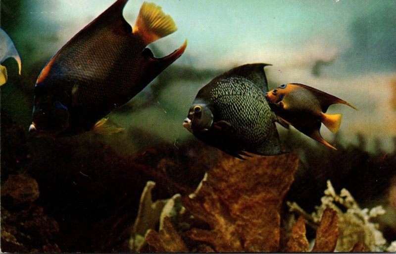 Florida Miami Seaquarium Angelfish 1960