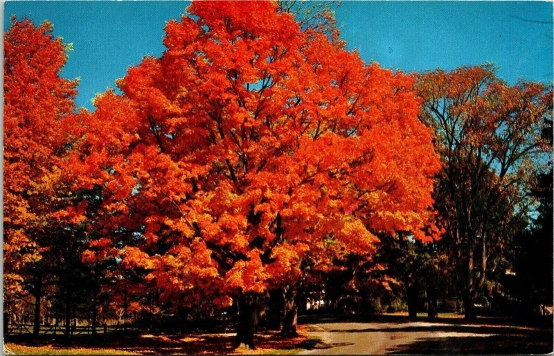 Vermont VT Fall Foliage Autumn Confier Trees VTG Postcard UNP Unused Vintage 