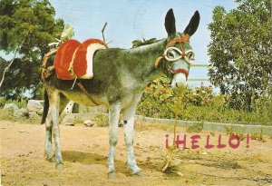 Burrito. Donkey Modern Spanish tourist postcards