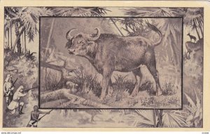 African Buffalo , 00-10s