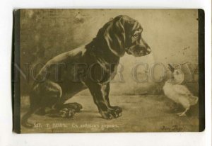 3111228 Puppy DACHSHUND & DUCK by POPP vintage 1909 year RPPC