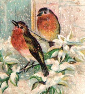 1880s Victorian Trade Card Mica Snow Winter Robins F127