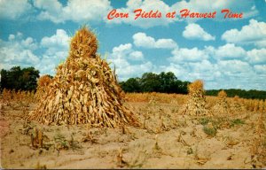 Corn Fields At Harvest Time Corn Stacks