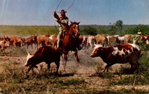 Cowboy Roping A Calf In Order To Brand Him