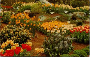 Victoria BC Pierre Timp's Gardens Dutch Bulbs Flowers c1959 Postcard G99