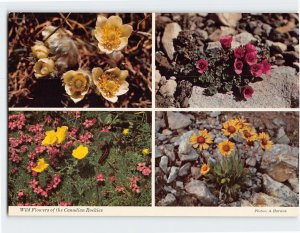 Postcard Wild Flowers of the Canadian Rockies, Canada