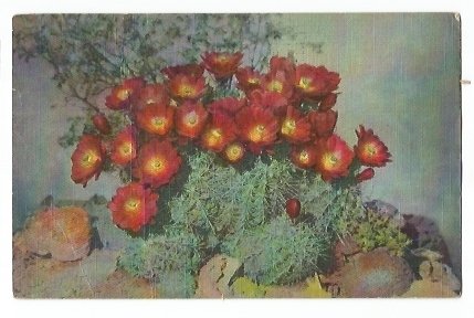 Old Linen Postcard Pretty Flowering Cactus/Cacti Floral