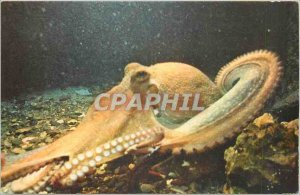 Modern Postcard PARIS NATIONAL COMMITTEE OF CHILDHOOD Octopus