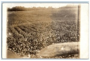 1915 View Of Farm Field Leonard Michigan MI RPPC Photo Posted Antique Postcard