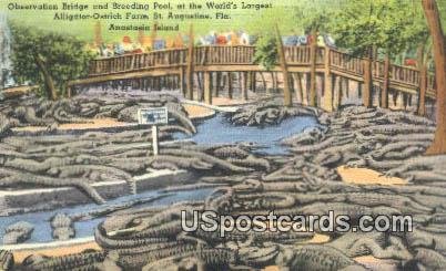 Observation Bridge, Alligator Ostrich Farm - St Augustine, Florida FL Postcard