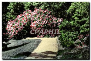 Postcard Modern Chateauneuf sur Loire Rhododendrons