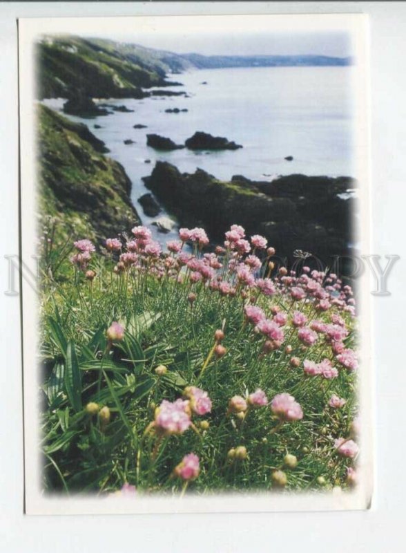 441982 UK Cornwall flowers Old german postcard
