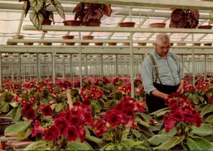 Netherlands Aalsmeer The Flower Centre Of Europe Greenhouse Scene