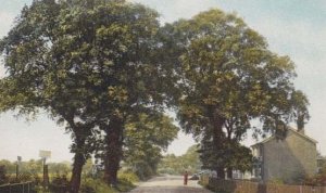 Dovercourt Essex The Lanes Farm Sign Pillar Posting Box Antique Postcard MINT