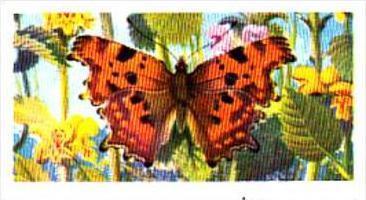 Brooke Bond Tea British Butterflies No 25 Comma