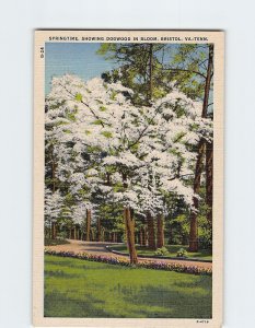 Postcard Springtime, Showing Dogwood In Bloom, Bristol