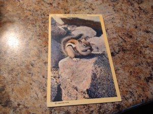 Vintage 1940's Greetings From A Little Friend Chipmunk Postcard