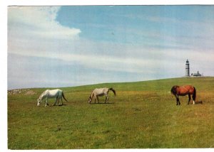 Horses, Used 1962 Lundy Postage Stamp, Dear Doctor, Postcard