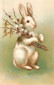 Embossed Easter-tide Postcard Cute White Rabbit With Pussy Willows Ser 994 IAPC