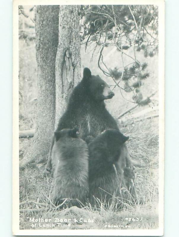 rppc Pre-1950 MOTHER BEAR WITH CUBS AC8066