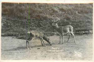 RPPC Postcard Arizona Grand Canyon Penna's Deer 1930s 23-7107