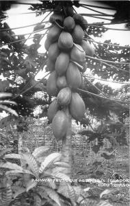 B84905 papaya  fruta foto trivino   ecuador