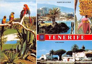 BG6103 puerto de la cruz icod drago parrot tenerife   spain