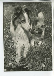 465684 USSR 1961 year photo Eric Tylinik scottish shepherd collie dog postcard