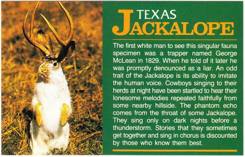 Texas Jackalope Tall Tale Humor with Caption on the Front Postcard 1980s