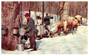 Vermont Sugar Maple time gathering sap