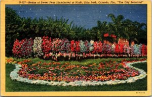 Vtg Hedge of Sweet Peas Illuminated Night Eola Park Orlando Florida FL Postcard